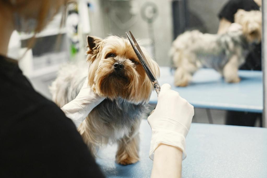 a person cutting dog s hair